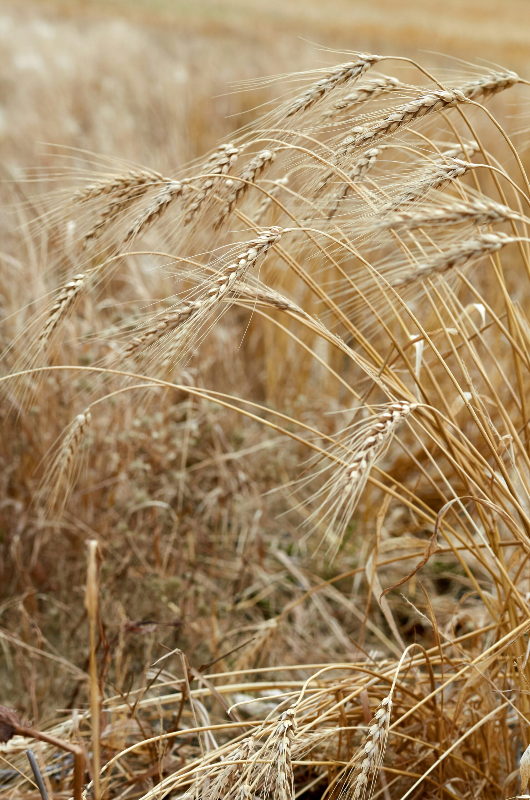 Close up of Prairie Field