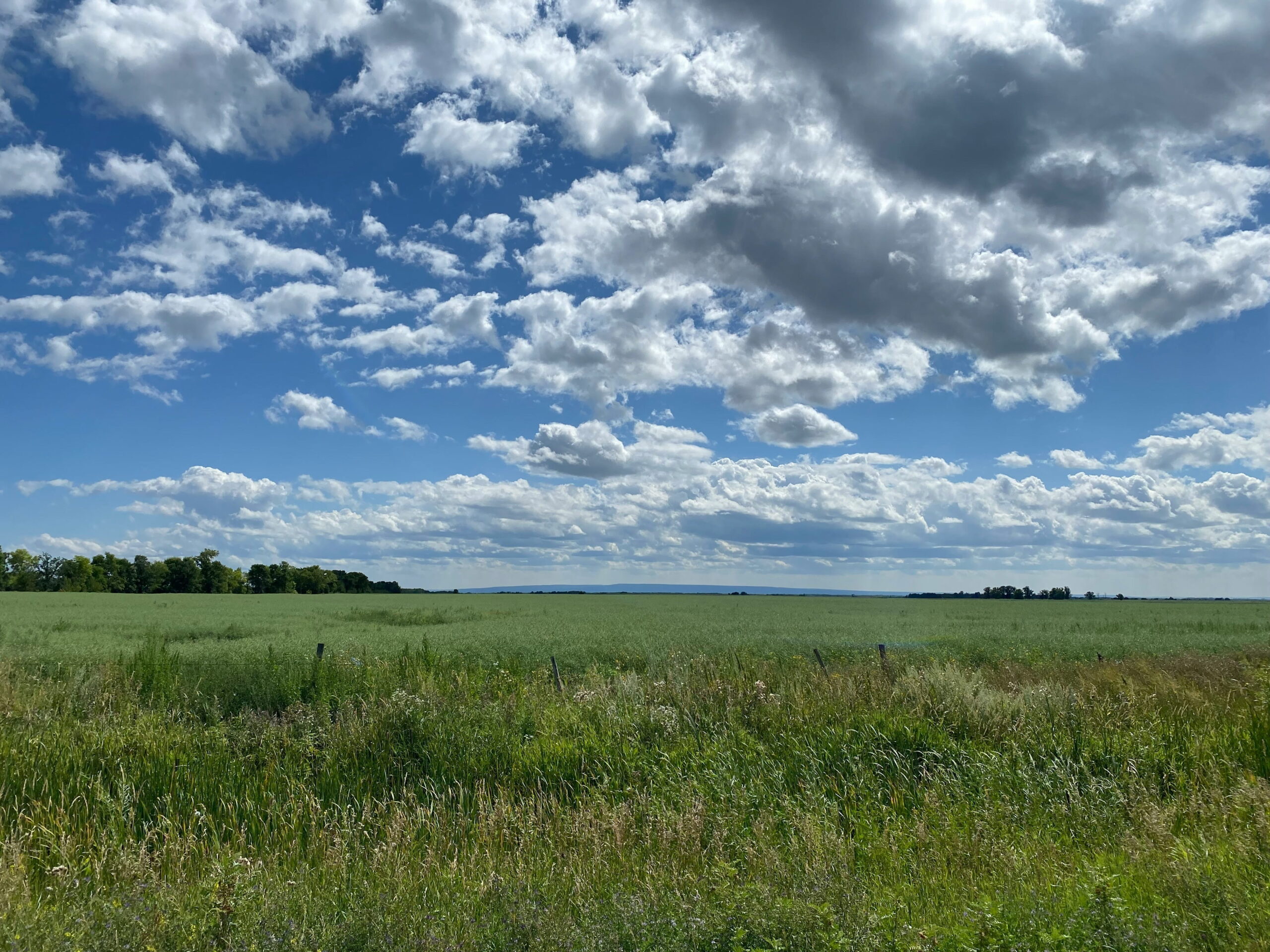 Prairie Field in Manitoba
